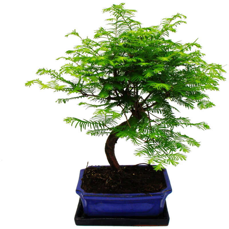 Exotenherz - Outdoor-Bonsai Metasequoia glyptostroboides - Arbre de la jungle - Coupe de 23cm