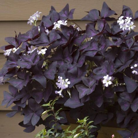 OXALIS TRIANGULARIS LA PLANTE BALLERINE OU PAPILLON