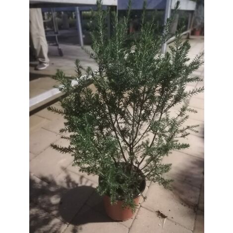 Ozothamnus Rosmarinifolia v17