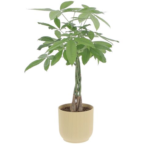 Pachira Acquatica con Eco-Vaso Yellow - H 60-70 cm Vaso Ø 17 cm