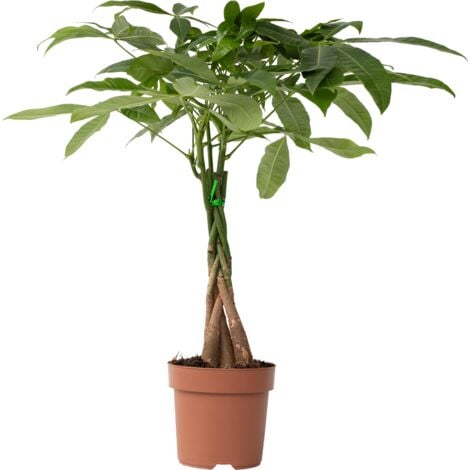 PLANT IN A BOX Pachira Aquatica - 'L'arbre à monnaie' - Pot 17cm - Hauteur 60-70cm