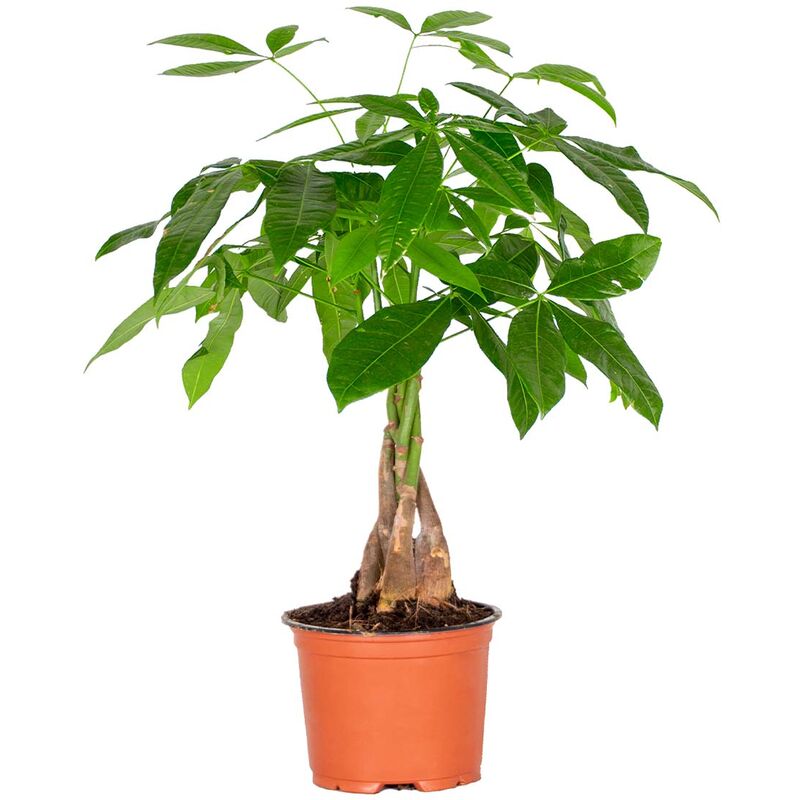 Pachira Aquatica - Money Tree - Plante d'intérieur - Peu d'entretien – ⌀12 cm - ↕25-35 cm - Green