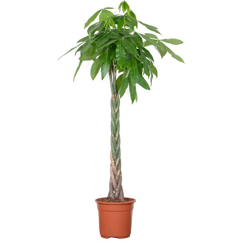 Bloomique - Pachira Aquatica - Money Tree - Plante d'intérieur - Peu d'entretien – ⌀27 cm - ↕130-140 cm