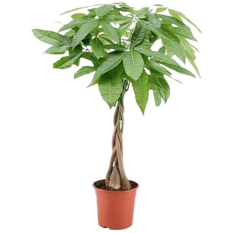 Pachira Aquatica - 'Money Tree' - Pot 17cm - Hauteur 60-70cm