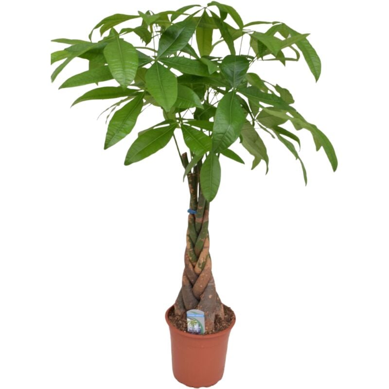 Pachira Aquatica - 'L'arbre à monnaie' - Pot 24cm - Hauteur 110-120cm - Vert