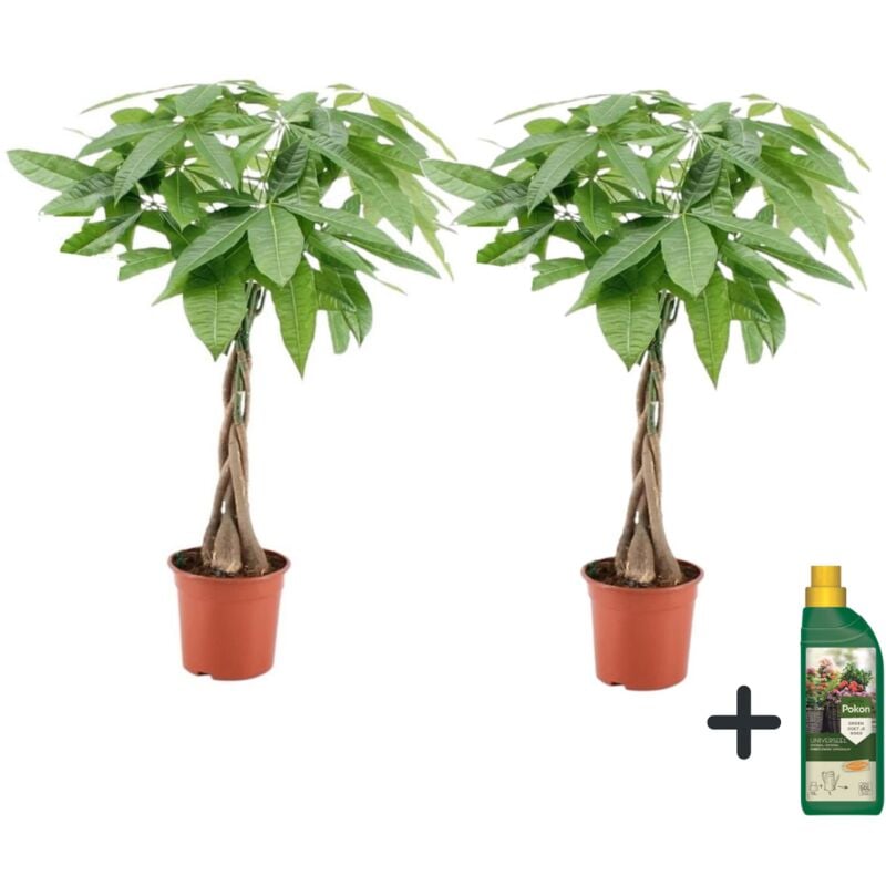 Plant In A Box - Arbre à argent - Set de 2 - Pachira aquatica - Hauteur 60-70cm - ⌀17cm