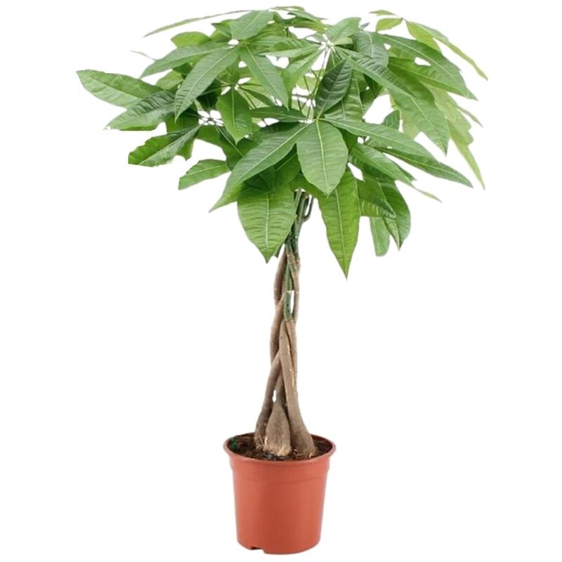 Plant In A Box - Pachira Aquatica - 'L'arbre à monnaie' - Pot 17cm - Hauteur 60-70cm - Vert