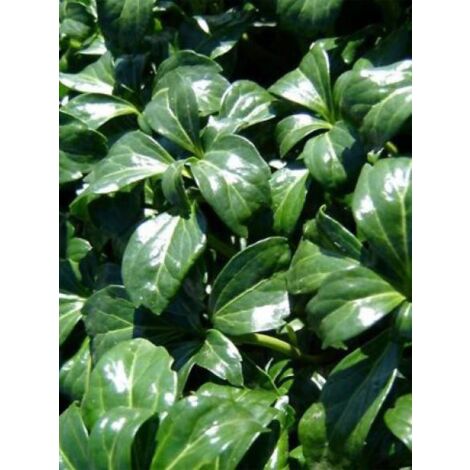 Pachysandra terminalis 'Green Sheen' Godet de 8/9 cm