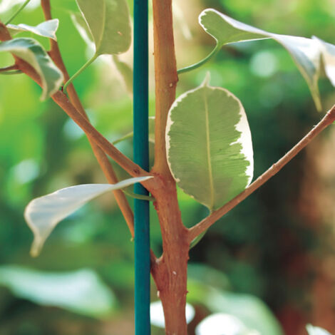 PACK 25 TUTORES DE TIRAS DE CAÑA SPLIT BAMBOO 0.6 M VERDE NORTENE