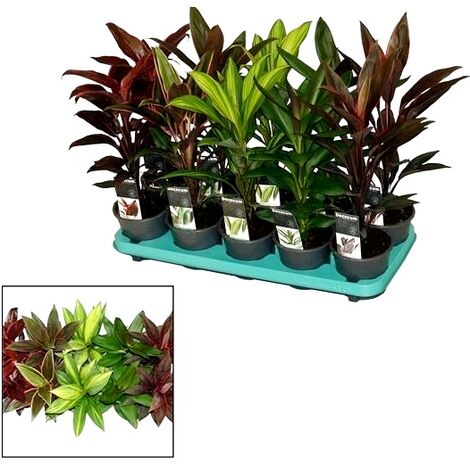 Pack de 10 Pantas Cordyline Variado. 35 - 40 Cm
