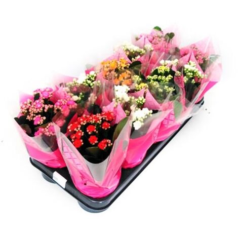 Pack de 10 Plantas Natural Kalanchoe Variados. en Maceta M11