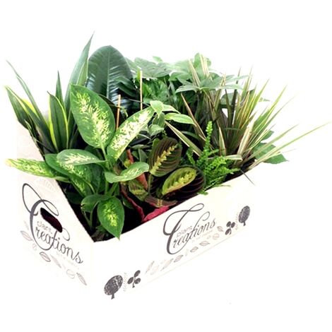 Pack de 12 Plantas de Interior Mix Variadas