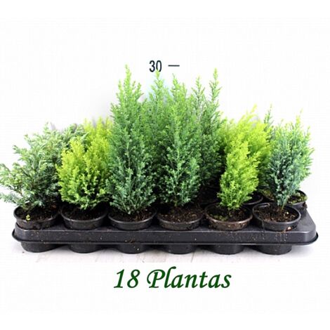 Pack de 18 Plantas Coniferas Mix Variadas en Maceta M9