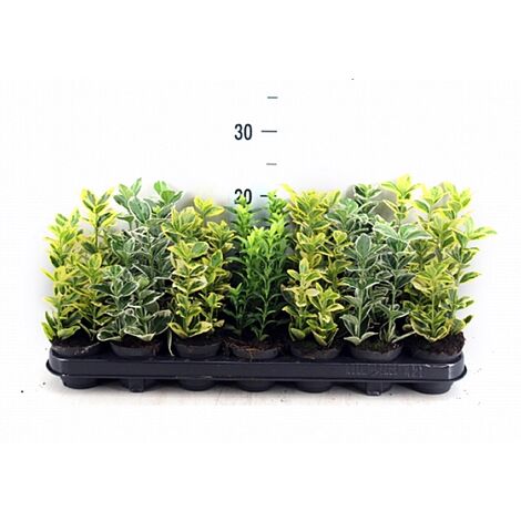 Pack de 18 Plantas de Evonimo Euonymus en Maceta M9