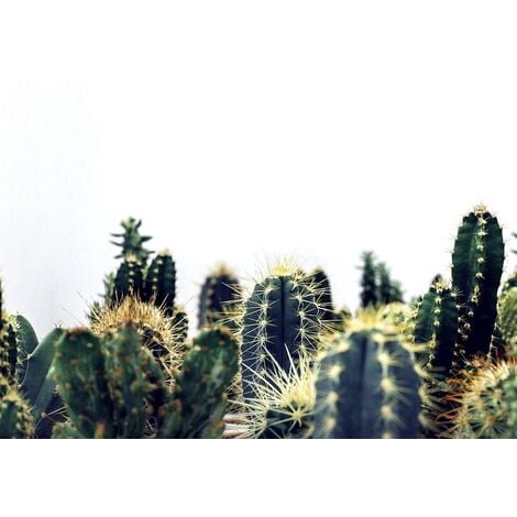 Pack de 20 Cactus variados en Maceta M5. En Oferta