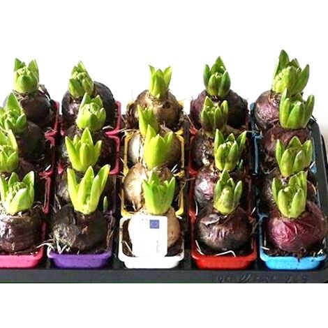 Pack de 20 Macetas con Bulbos de Jacinto. Hyacinthus Orientalis Variados
