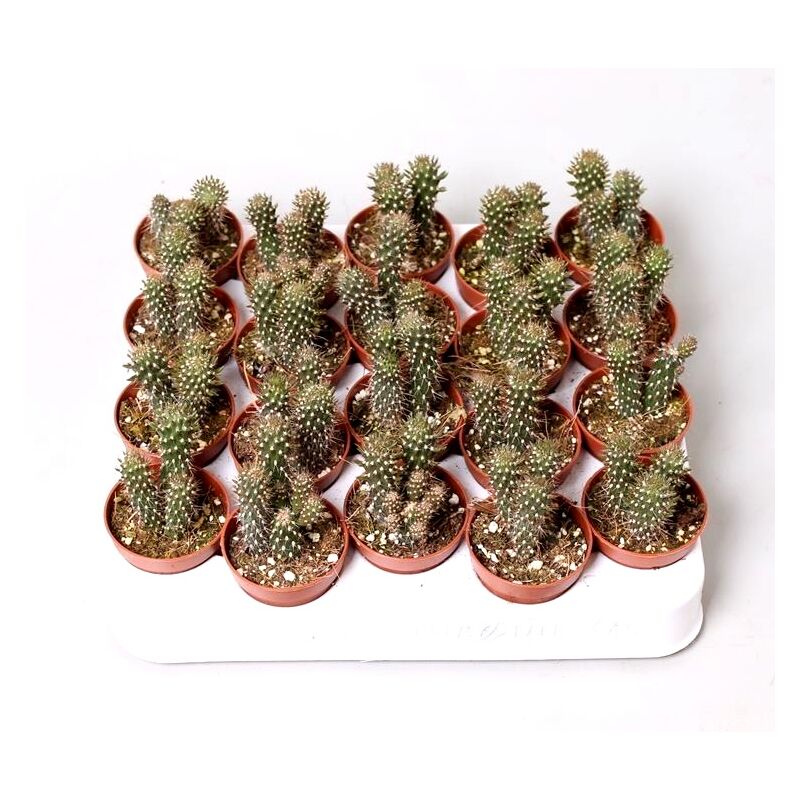 

Pack de 20 Plantas Cactus Opuntia