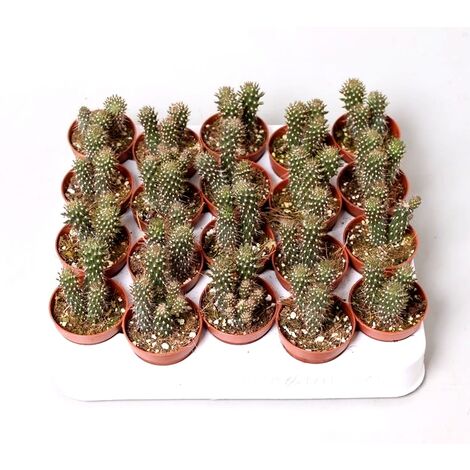 Pack de 20 Plantas Cactus Opuntia