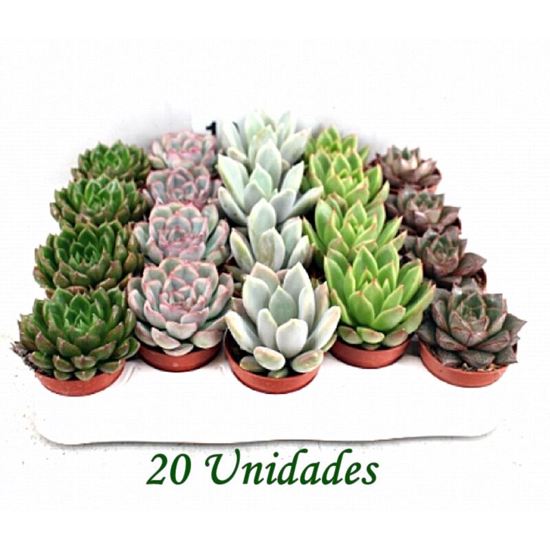 

Pack de 20 Plantas Crasas Echeveria Variadas en Maceta M5,5