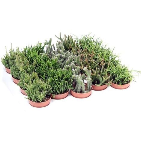Pack de 20 Plantas Rhipsalis Mezclado