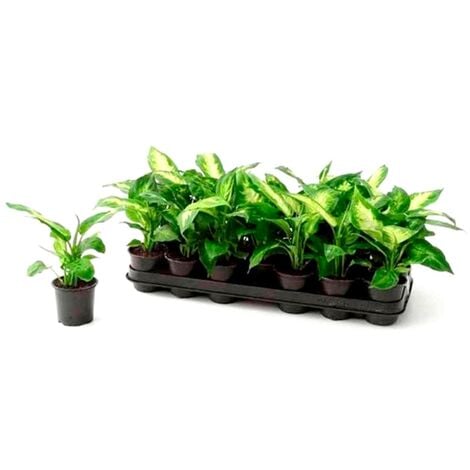 Pack de 3 Plantas Natural Diafenbachia en Maceta M9