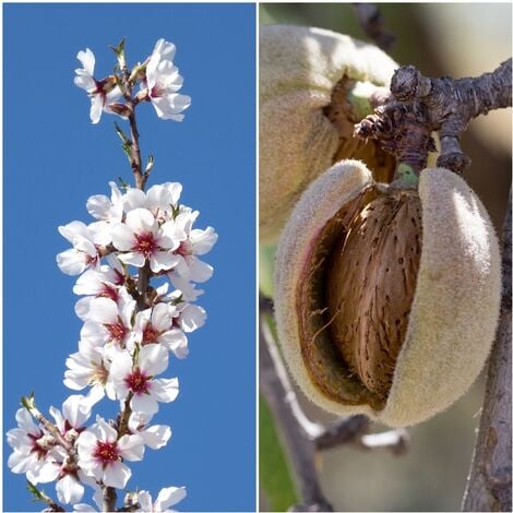 Arbol almendros