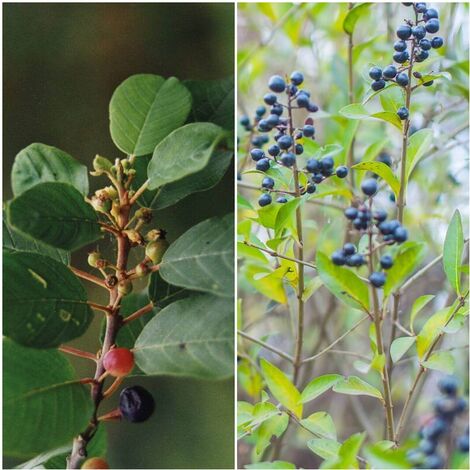 Pack de 4 Plantas de Arraclan. Rhamnus Frangula