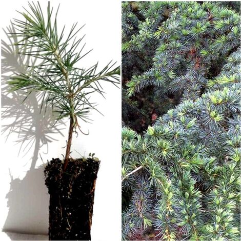 Pack de 4 Plantas de Cedro del Libano. Cedrus Libani