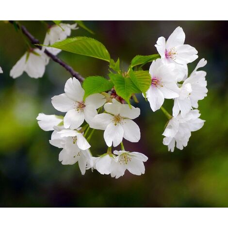 Pack de 4 Plantas de Cerezo de Santa Lucia. Prunus Mahaleb