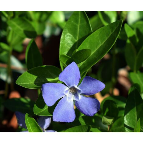 Pack de 4 Plantas de Hierba Doncella. Vinca Major. Cubresuelos. 30 - 40 Cm
