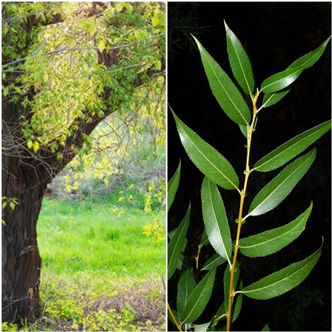 Pack de 4 Plantas de Mimbrera. Salix Fragilis