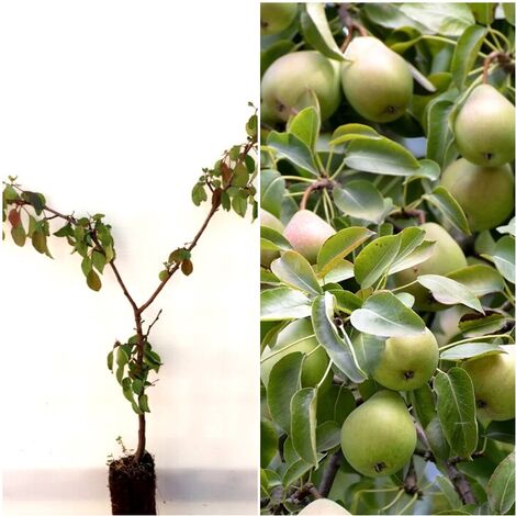 Pack de 4 Plantas de Peral Comun. Pyrus Communis Silvestre