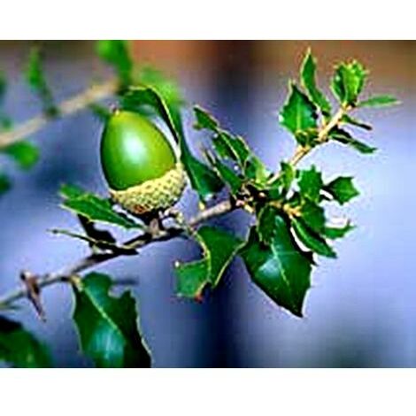 Pack de 4 Plantas de Quercus Faginea Quejigo. Roble Carrasque�o