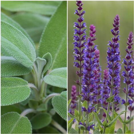 Pack de 4 Plantas de Salvia Real. Salvia Officinalis