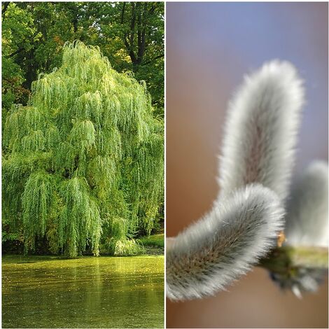 Pack de 4 Plantas de Sauce Blanco. Salix Alba. 40 - 50 Cm