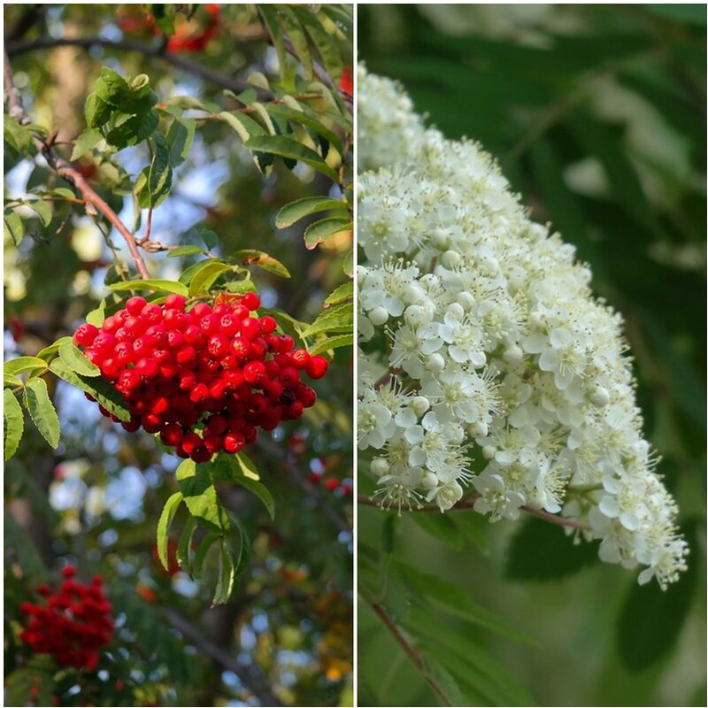 

Pack de 4 Plantas de Serbal de los Cazadores. Sorbus Aucuparia