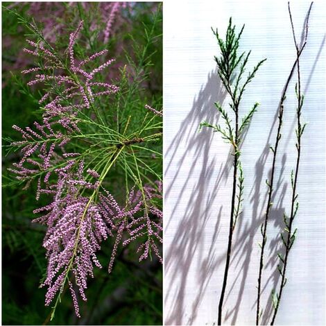 Pack de 4 Plantas de Taray. Tamarix Africana