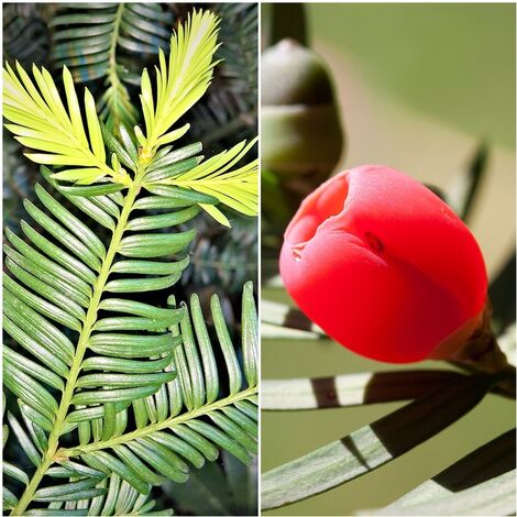 Pack de 4 Plantas de Tejo Taxus Baccara. Ideal para Formar Setos y Bonsai