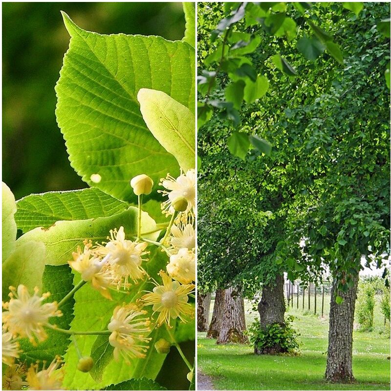 

Pack de 4 Plantas de Tilo de Hoja Pequeña. Tilia Cordata