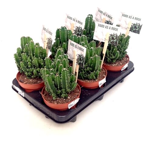 Pack de 6 Plantas Cactus Natural Cereus en Macetas M12