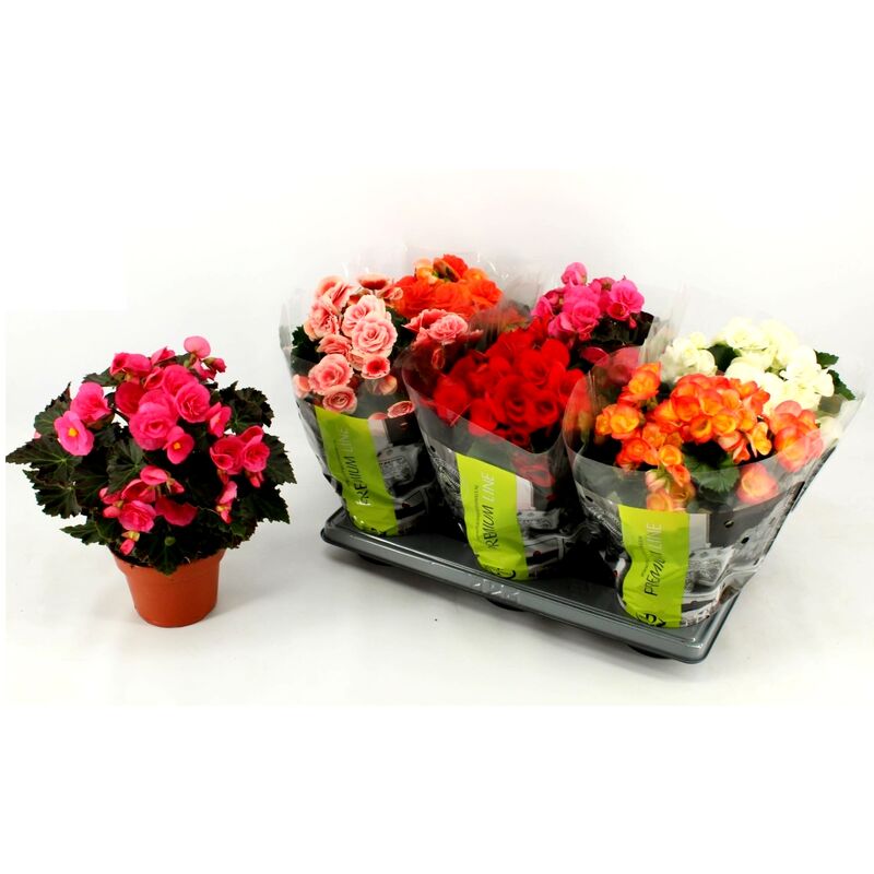 

Pack de 6 Plantas de Begonia Elatior Premium Variadas