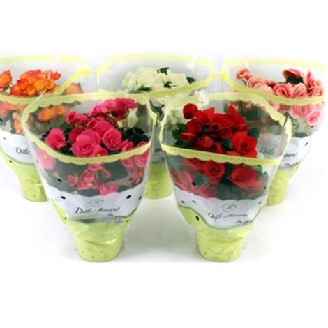 Pack de 6 Plantas Natural Begonia Elatior Variadas