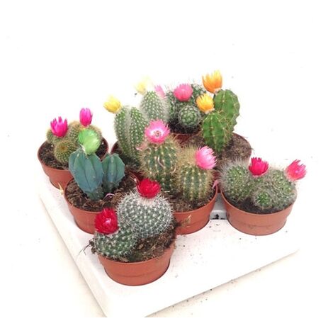 Pack de 8 Cactus con Flor Artificial en Maceta M8