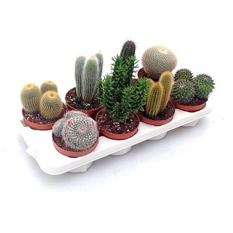Pack de 8 Cactus Mix en Maceta M12