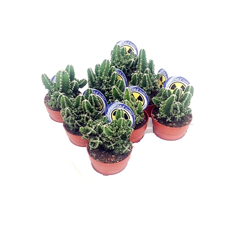 

Pack de 8 Plantas Cactus Natural Cereus en Macetas M8