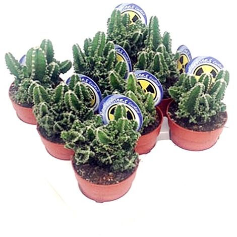 Pack de 8 Plantas Cactus Natural Cereus en Macetas M8