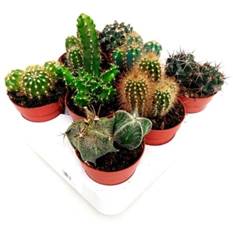 Pack de 8 Plantas Cactus y Crasas en Maceta M8