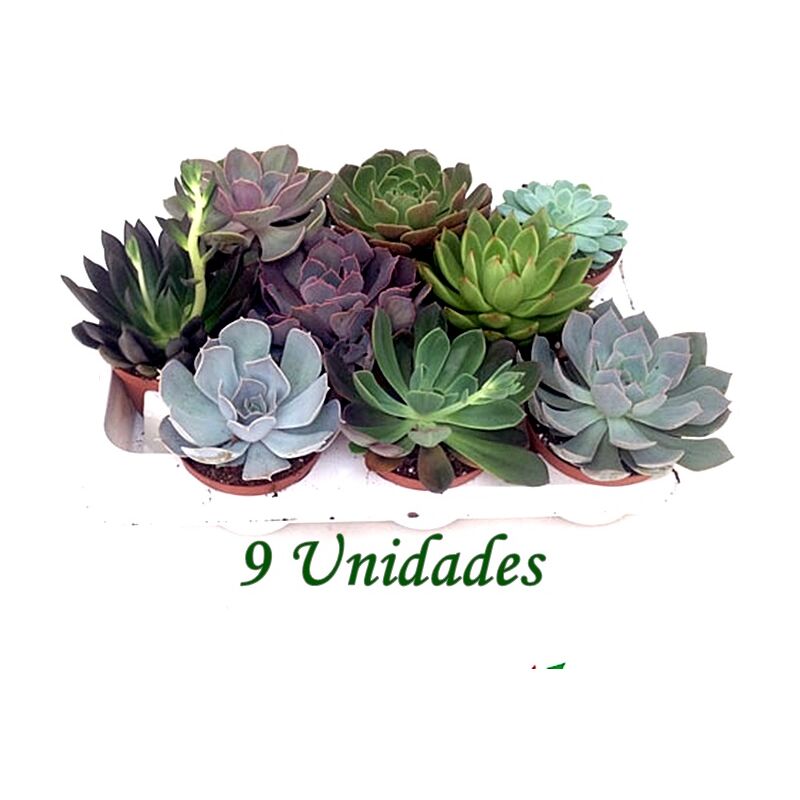 

Pack de 9 Plantas Crasas Echeveria en Maceta M10,5