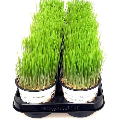 Pack de Plantas 8 Macetas de Hierba de Gato en Maceta M12