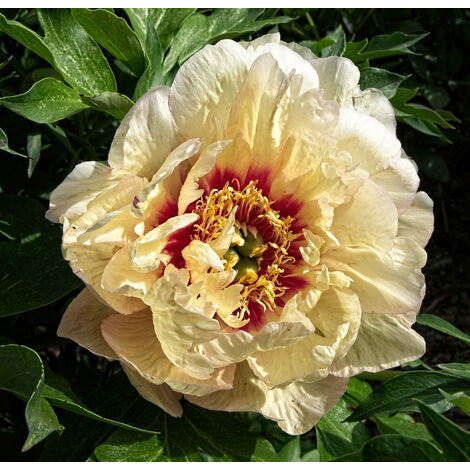 Mazzo di 4 peonie finte - Atmosphera, créateur d'intérieur